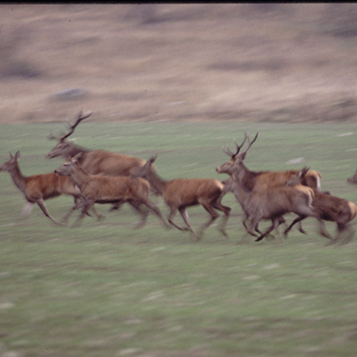 Red deer, Södertälje, Sweden