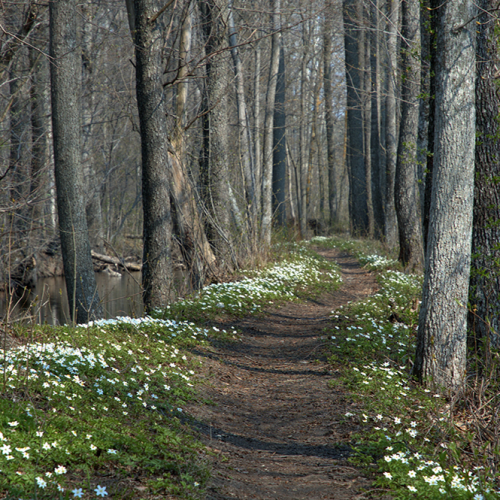 Wood anemone, Norrtälje, Sweden