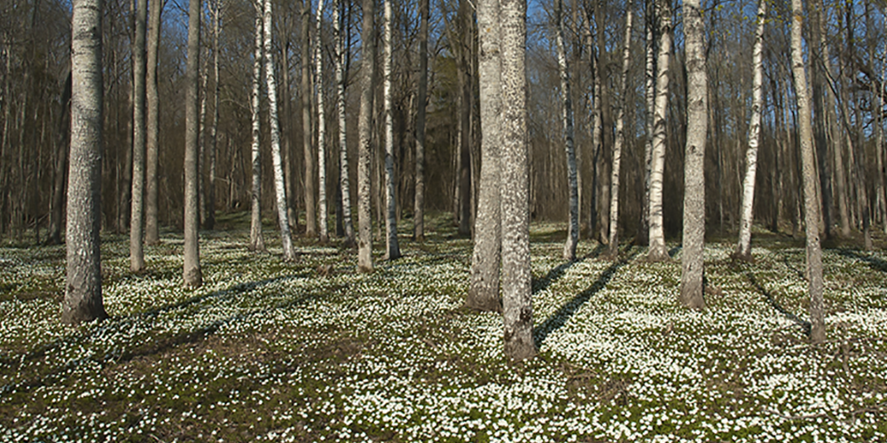 Wood anemone, Norrtälje, Sweden