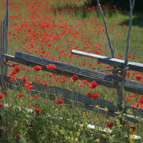 Common poppy, Gotland, Sweden