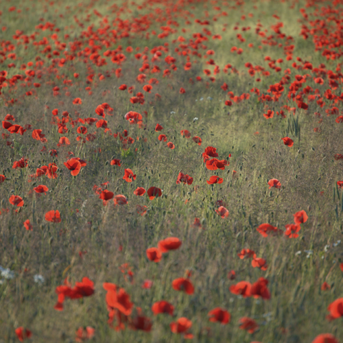 Common poppy, Gotland, Sweden