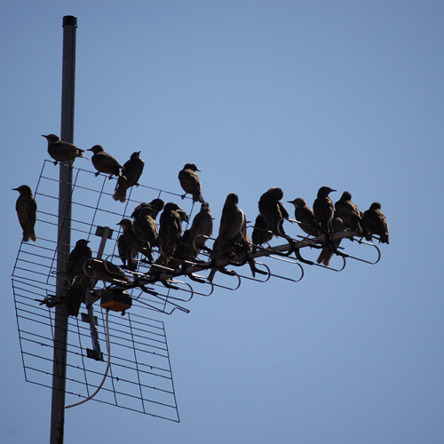 Starlings, Gotland, sweden