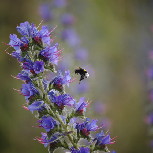 Bumblebee, Gotland, Sweden