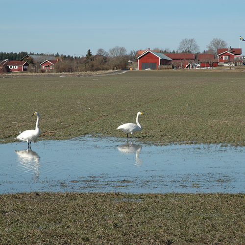 Wooper Swan, Norrtälje, Sweden