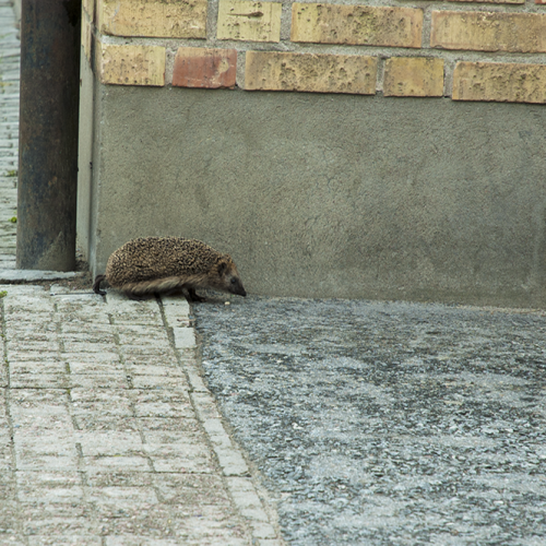 Hedgehog, norrtälje, Sweden