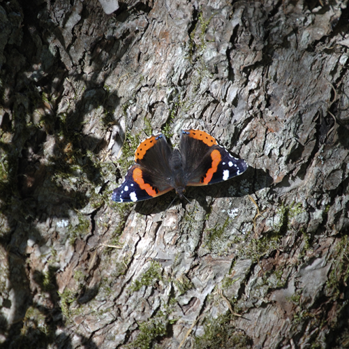 Red admiral, Norrtälje, Sweden