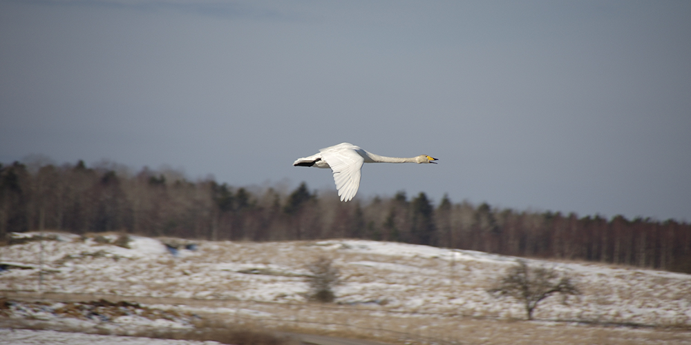 Wooper Swan, Norrtälje, Sweden