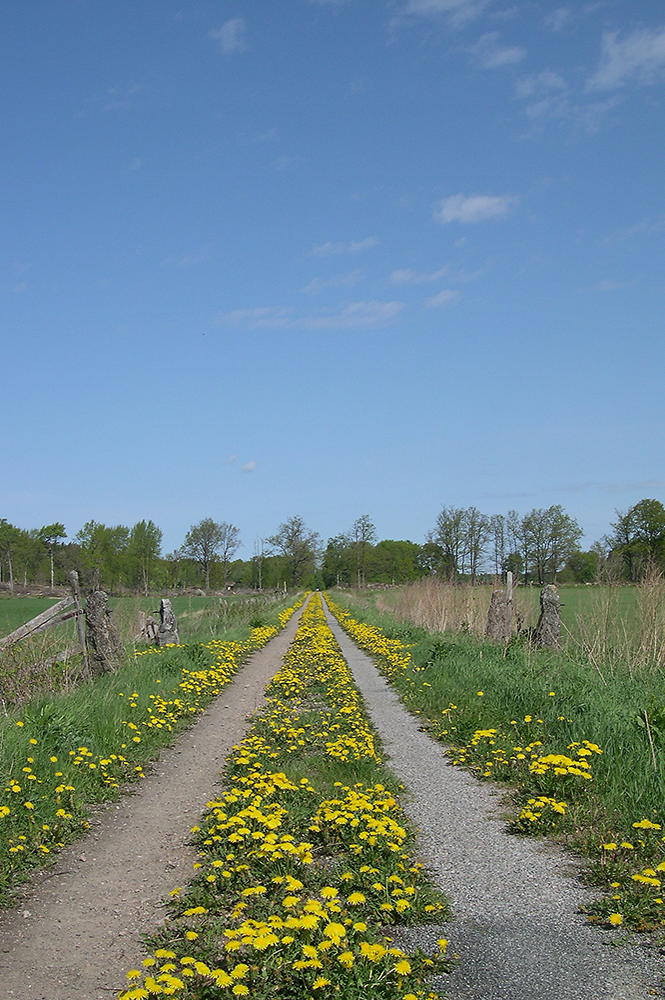 Dandelion, Norrtälje, Sweden