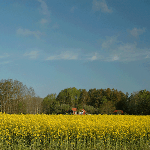 Canola field, Norrtälje, Sweden