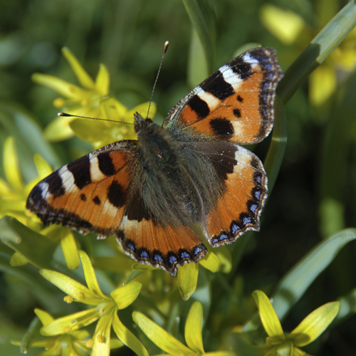Small tortoiseshell, Norrtälje, Sweden