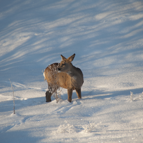 Roe deer, Norrtälje, Sweden