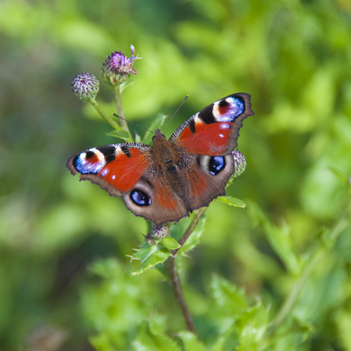 Peacock butterfly, Norrtälje, Sweden