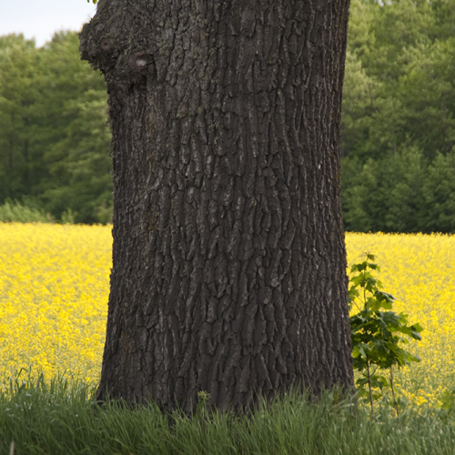 Canola field, Norrtälje, Sweden