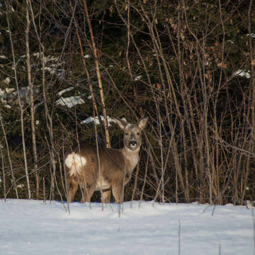 Roe deer, Norrtälje, Sweden