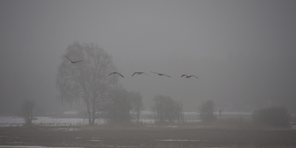 Grey Lag Goose, Norrtälje, Sweden