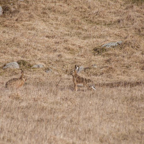 Rabbit, Norrtälje, Sweden