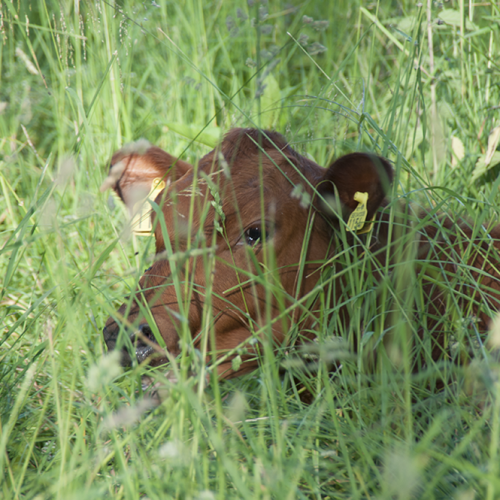 Cow, Norrtälje, Sweden