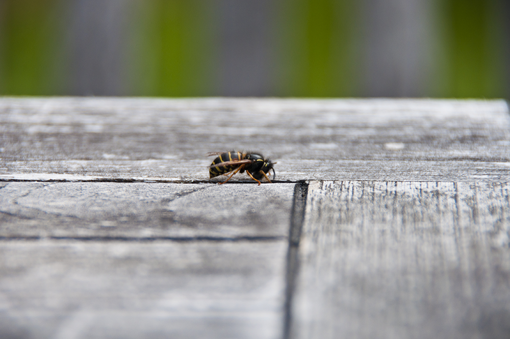 Wasp, Norrtälje, Sweden