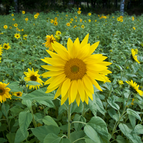 Sunflower, Uppland, Sweden