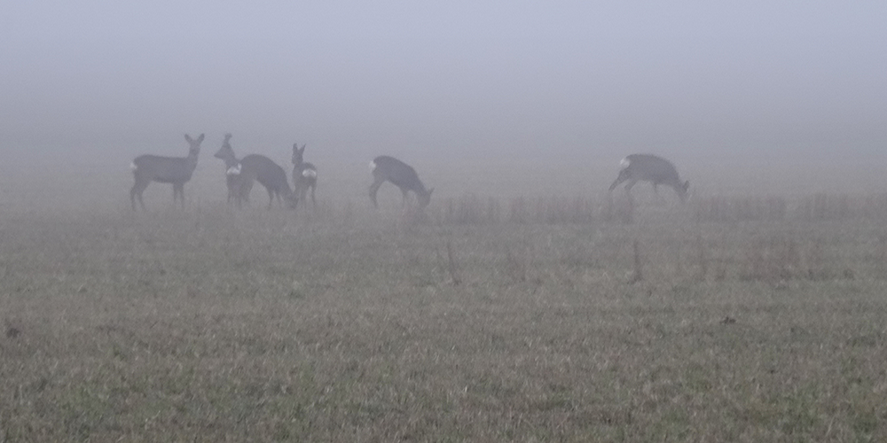 Roe deer, Norrtälje, Sweden