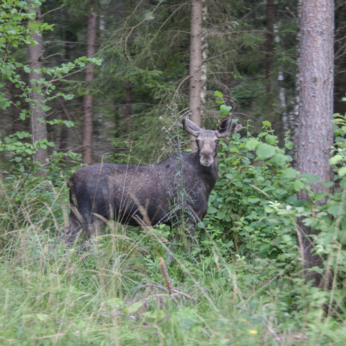 Moose, Norrtälje, Sweden