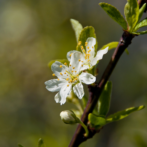 Apple blossoms, Norrtälje, Sweden